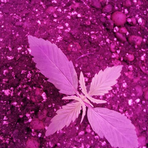 Royal Jack Auto 👑  growlog timeline photo