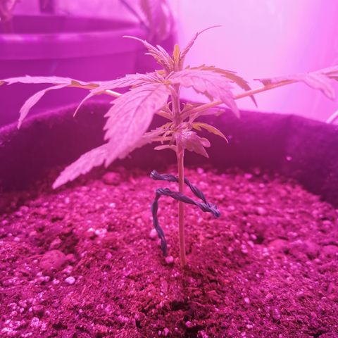 Dwarf auto growlog timeline photo