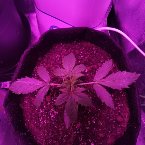 Dwarf auto growlog timeline photo