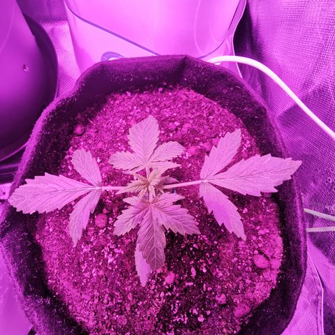 Dwarf auto growlog timeline photo