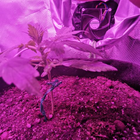 Dwarf auto growlog timeline photo