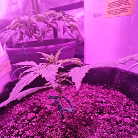 Dwarf auto growlog timeline photo