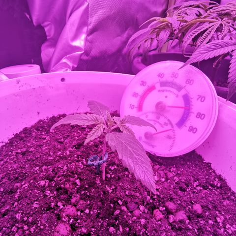 Royal Jack Auto 👑  growlog timeline photo