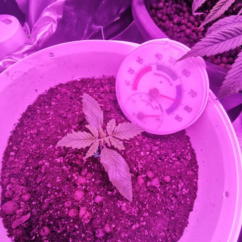 Royal Jack Auto 👑  growlog timeline photo