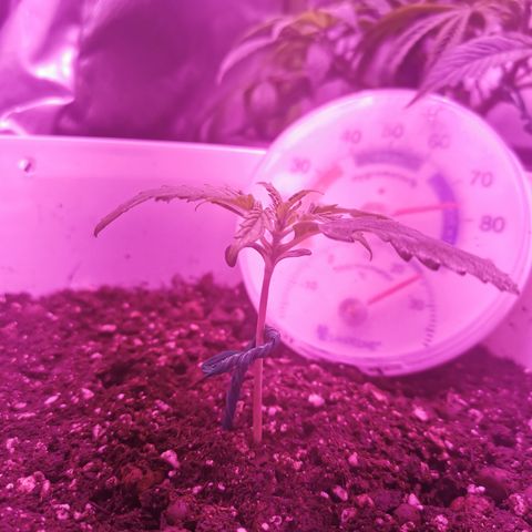 Royal Jack Auto 👑  growlog timeline photo