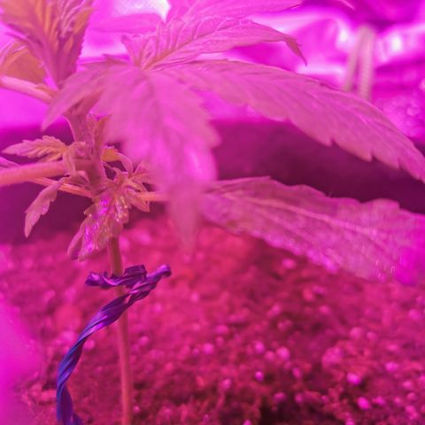 Dwarf auto growlog timeline photo