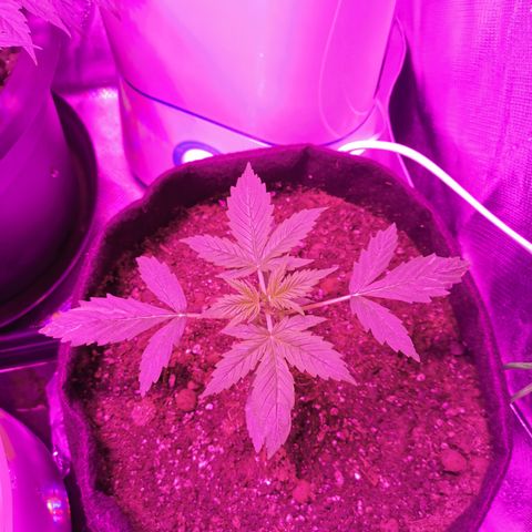 Dwarf auto growlog timeline photo