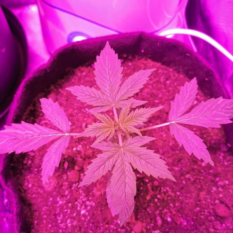 Dwarf auto growlog timeline photo