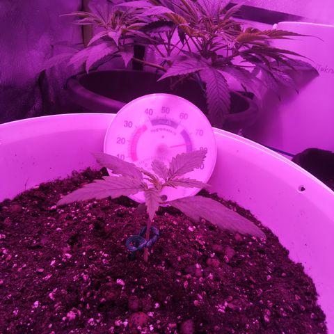 Royal Jack Auto 👑  growlog timeline photo