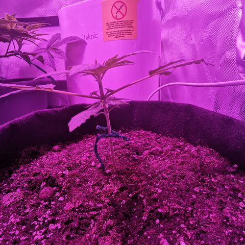 Dwarf auto growlog timeline photo