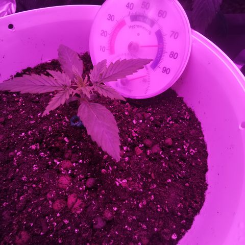 Royal Jack Auto 👑  growlog timeline photo