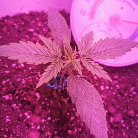 Royal Jack Auto 👑  growlog timeline photo