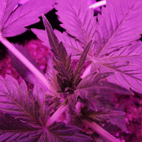Dwarf auto growlog timeline photo
