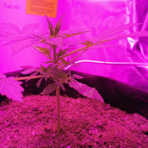 Dwarf auto growlog timeline photo