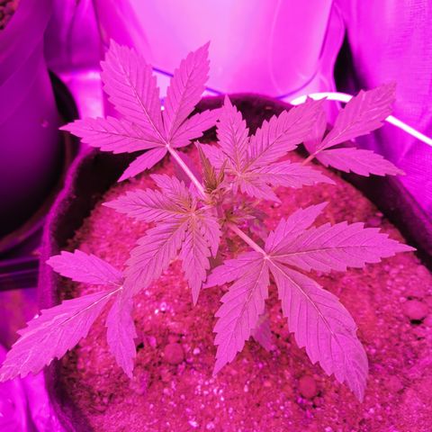 Dwarf auto growlog timeline photo