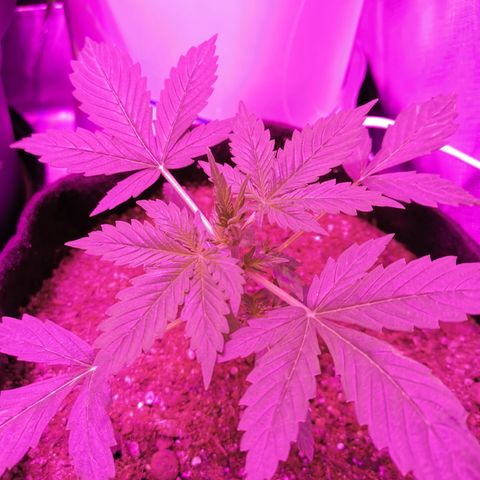 Dwarf auto growlog timeline photo