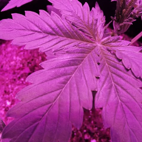 Dwarf auto growlog timeline photo