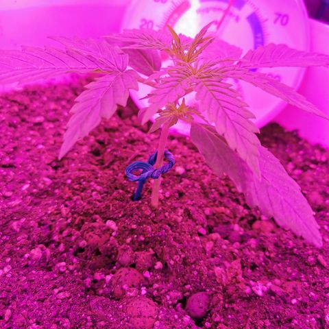 Royal Jack Auto 👑  growlog timeline photo