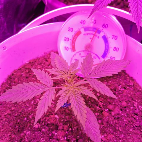 Royal Jack Auto 👑  growlog timeline photo
