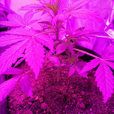 Dwarf auto growlog timeline photo