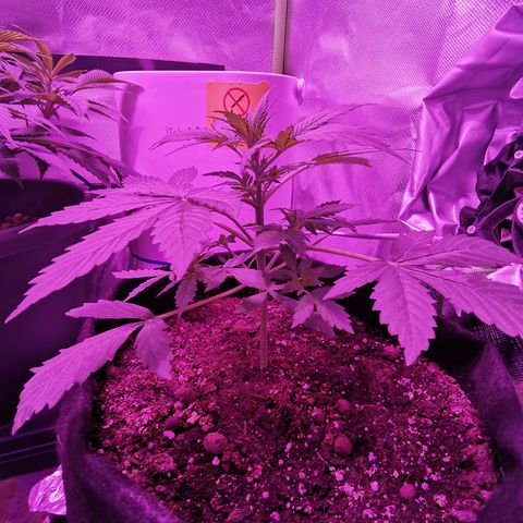 Dwarf auto growlog timeline photo