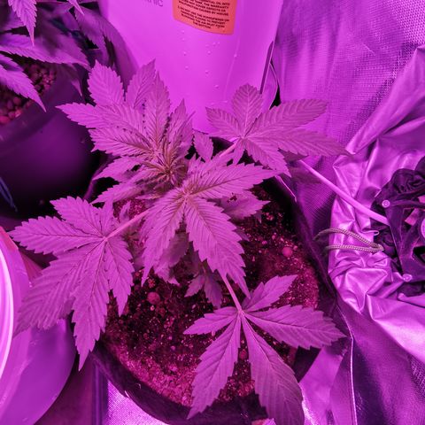 Dwarf auto growlog timeline photo