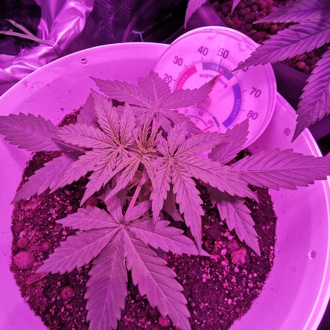 Royal Jack Auto 👑  growlog timeline photo