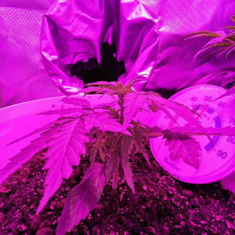 Royal Jack Auto 👑  growlog timeline photo