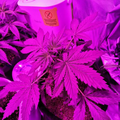 Dwarf auto growlog timeline photo