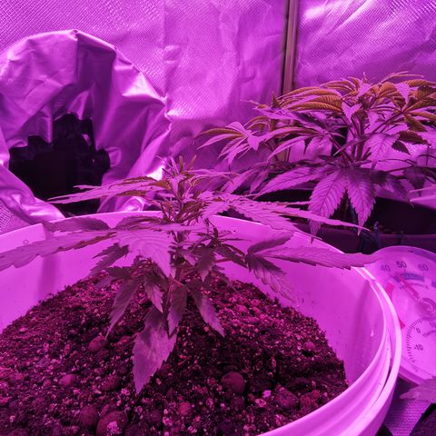 Royal Jack Auto 👑  growlog timeline photo