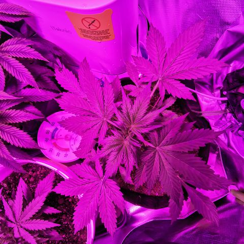 Dwarf auto growlog timeline photo