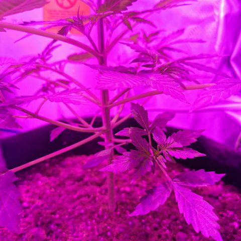 Dwarf auto growlog timeline photo