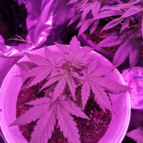 Royal Jack Auto 👑  growlog timeline photo
