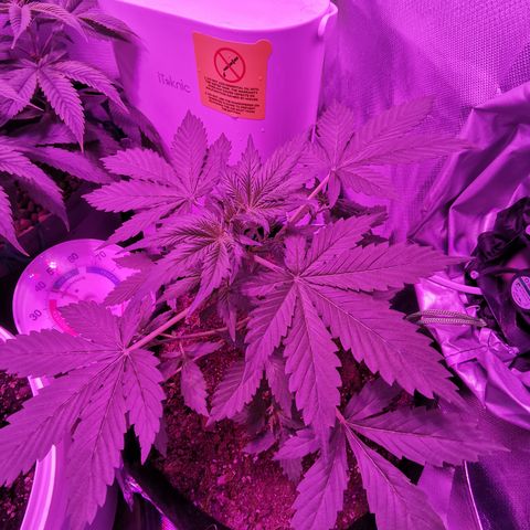 Dwarf auto growlog timeline photo