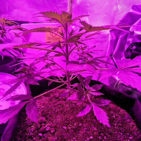 Dwarf auto growlog timeline photo