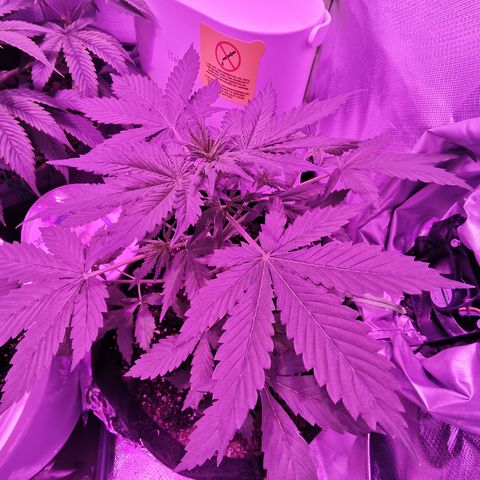 Dwarf auto growlog timeline photo