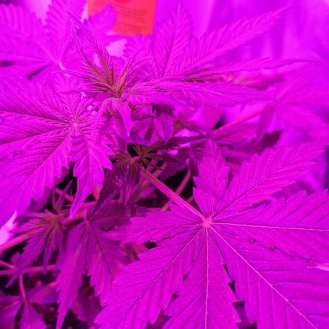Dwarf auto growlog timeline photo