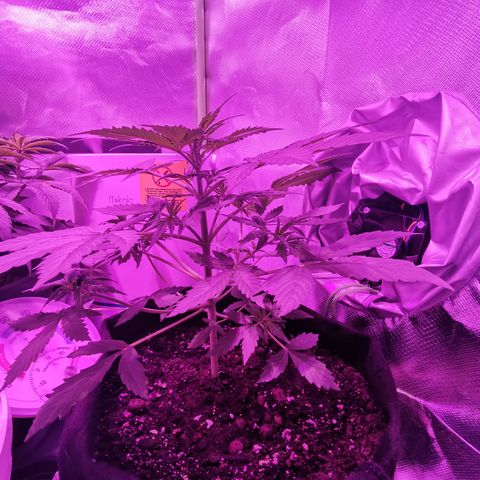 Dwarf auto growlog timeline photo