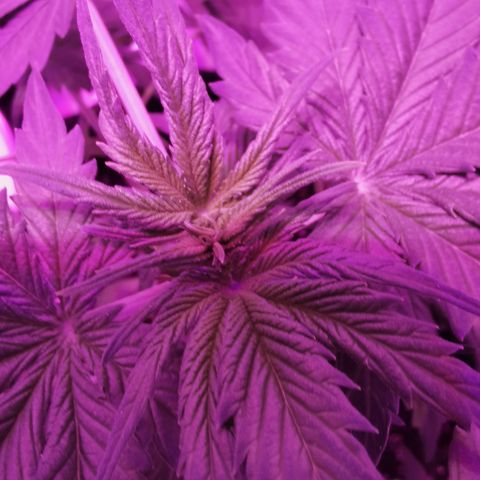 Dwarf auto growlog timeline photo