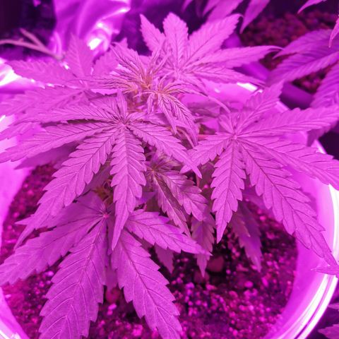 Royal Jack Auto 👑  growlog timeline photo