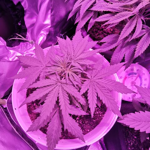 Royal Jack Auto 👑  growlog timeline photo