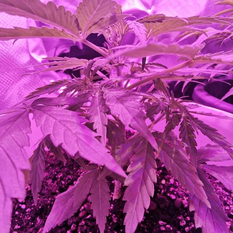 Royal Jack Auto 👑  growlog timeline photo