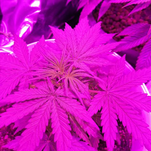 Royal Jack Auto 👑  growlog timeline photo