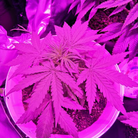 Royal Jack Auto 👑  growlog timeline photo