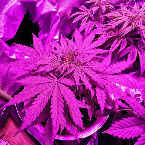 Royal Jack Auto 👑  growlog timeline photo