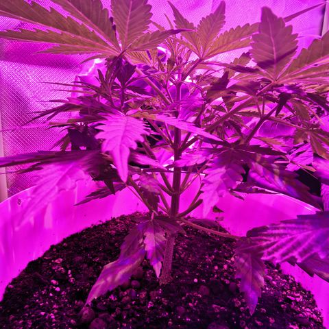 Royal Jack Auto 👑  growlog timeline photo