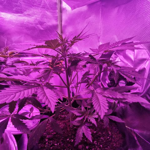 Dwarf auto growlog timeline photo