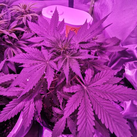 Dwarf auto growlog timeline photo