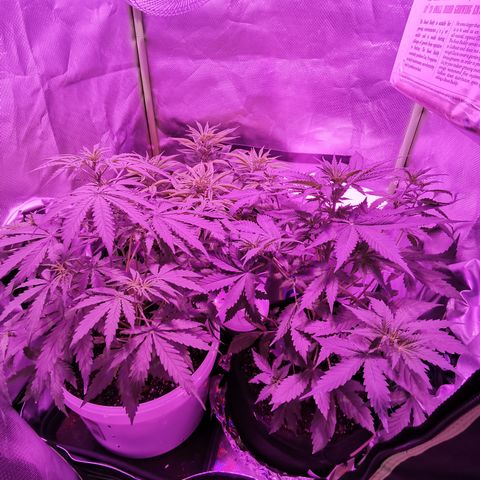 Dwarf auto growlog timeline photo