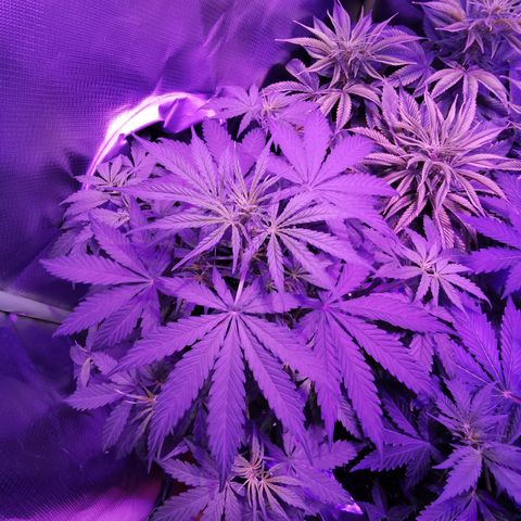 Royal Jack Auto 👑  growlog timeline photo